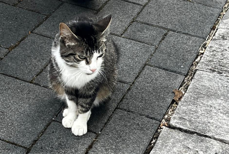 Discovery alert Cat Female Vully-les-Lacs Switzerland