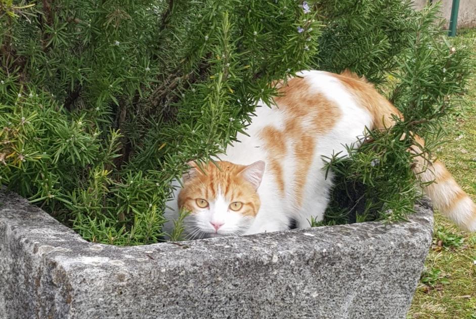 Disappearance alert Cat Male , 2 years Saint-Jean-de-Gonville France