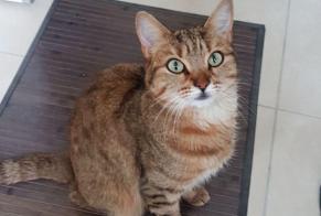 Disappearance alert Cat Male , 11 years Val-de-Ruz Switzerland