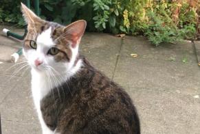 Disappearance alert Cat miscegenation Male , 7 years Bern Switzerland