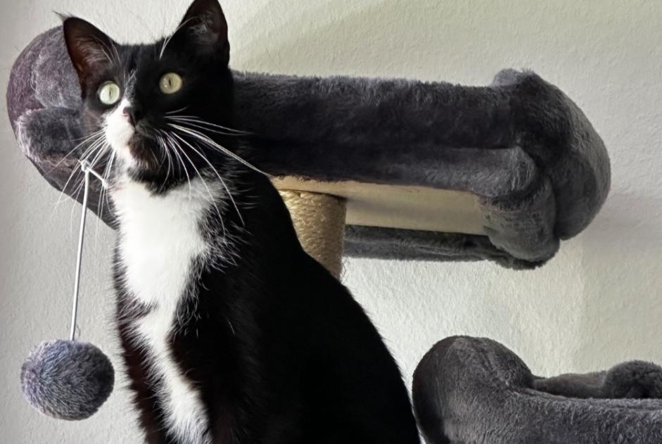 Disappearance alert Cat miscegenation Male , 3 years Haut-Intyamon Switzerland