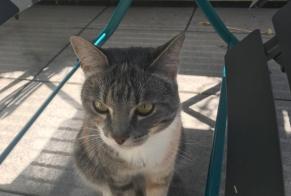 Disappearance alert Cat Female , 4 years Luxembourg Luxembourg