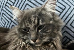 Disappearance alert Cat Female , 1 years Vully-les-Lacs Switzerland