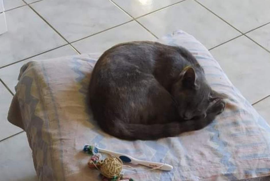 Disappearance alert Cat miscegenation Female , 1 years Denain France