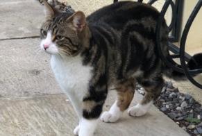 Discovery alert Cat Male Vouvry Switzerland