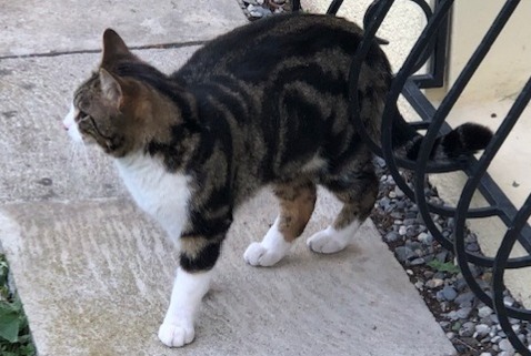 Discovery alert Cat Male Vouvry Switzerland