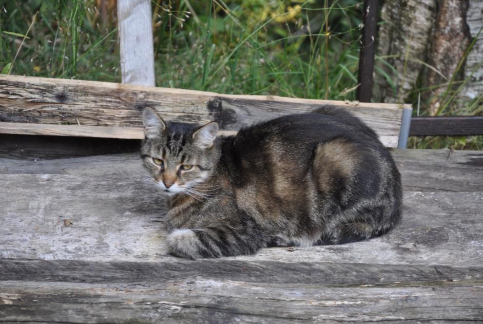 Disappearance alert Cat Male , 12 years Blonay - Saint-Légier Switzerland