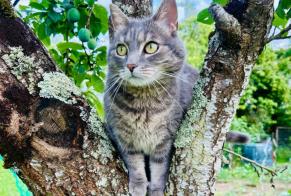 Disappearance alert Cat Female , 5 years Saint-Jean-de-Braye France