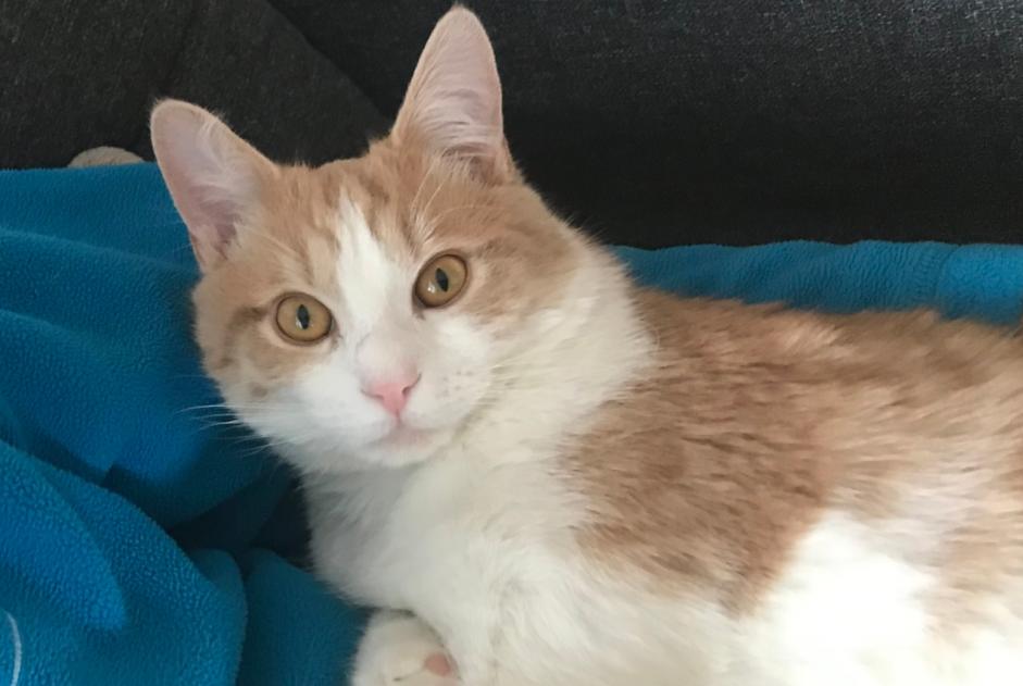 Disappearance alert Cat Male , 1 years Troistorrents Switzerland