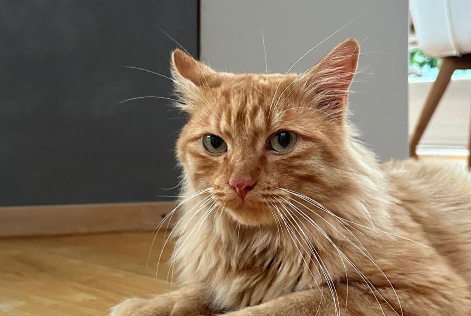 Discovery alert Cat  Male , 3 years La Tour-de-Peilz Switzerland