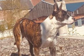 Disappearance alert Dog  Male , 4 years Louvroil France