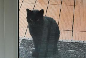 Discovery alert Cat Unknown , 2 years Bourguillon Switzerland