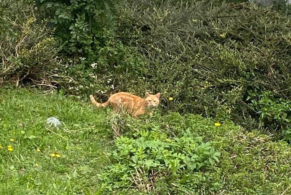 Discovery alert Cat Unknown Val-de-Ruz Switzerland