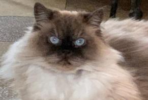 Disappearance alert Cat  Male , 9 years Hesperange Luxembourg