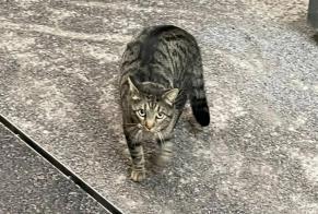 Discovery alert Cat miscegenation Unknown Martigny Switzerland