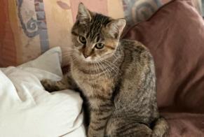 Discovery alert Cat Female Bulle Switzerland