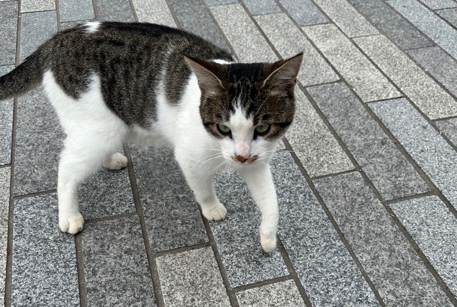 Discovery alert Cat Female Nantes France