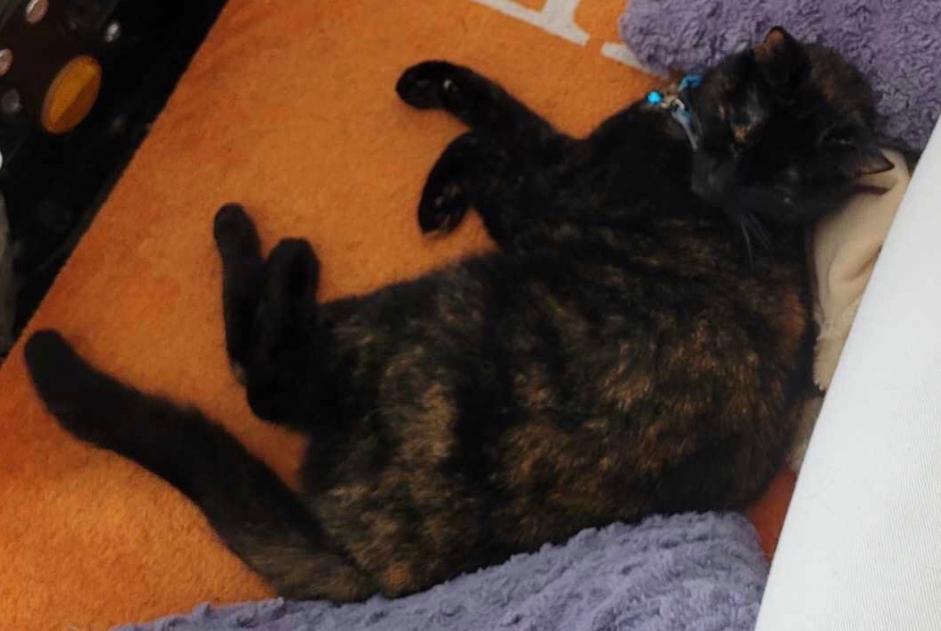 Disappearance alert Cat Female , 10 years Mons Belgium