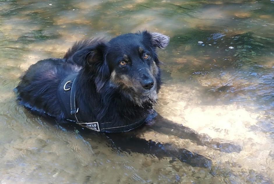 Disappearance alert Dog miscegenation Male , 3 years Languidic France