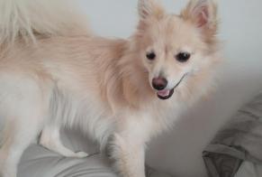 Disappearance alert Dog  Female , 1 years Leuze-en-Hainaut Belgium