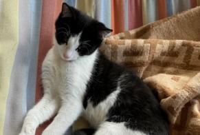 Disappearance alert Cat Male , 0 years Tentlingen Switzerland