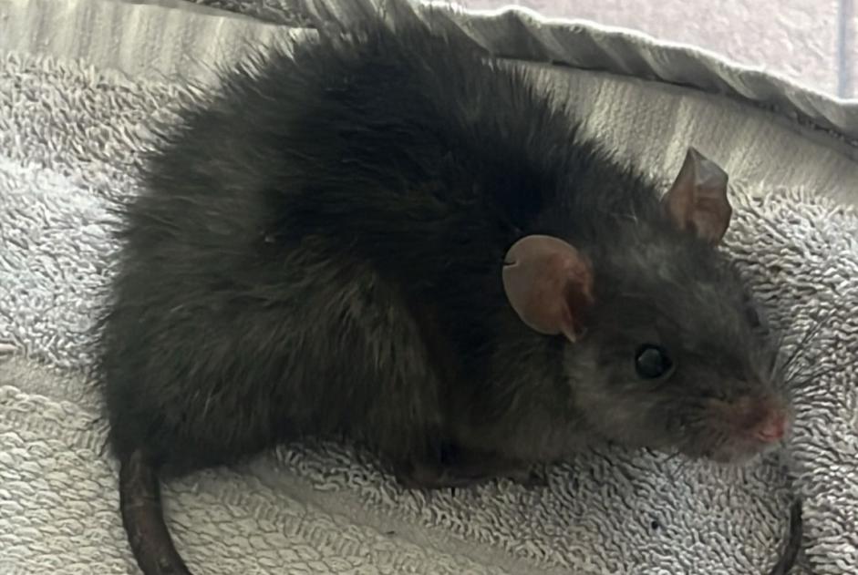 Discovery alert Other Rat Female Sierre Switzerland