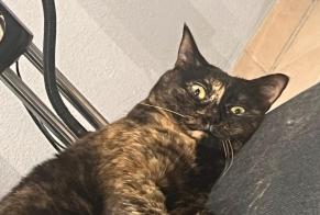 Disappearance alert Cat Female , 7 years Sierre Switzerland