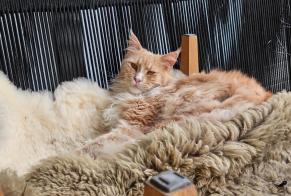 Disappearance alert Cat  Male , 2 years Blonay - Saint-Légier Switzerland