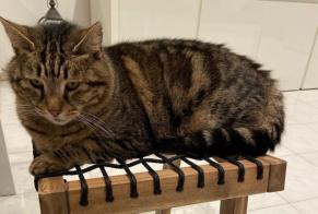 Disappearance alert Cat  Male , 12 years Cannes France