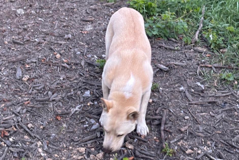 Disappearance alert Dog  Male , 2 years Polaincourt-et-Clairefontaine France