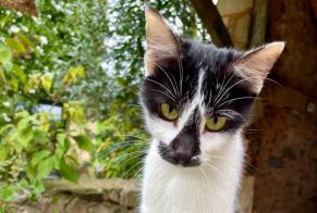 Discovery alert Cat Female Clermont-d'Excideuil France