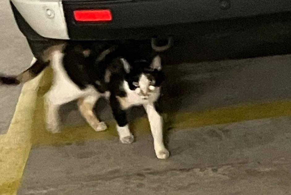 Discovery alert Cat Female Renens Switzerland