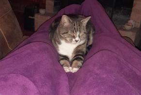 Disappearance alert Cat Male , 7 years Autigny Switzerland