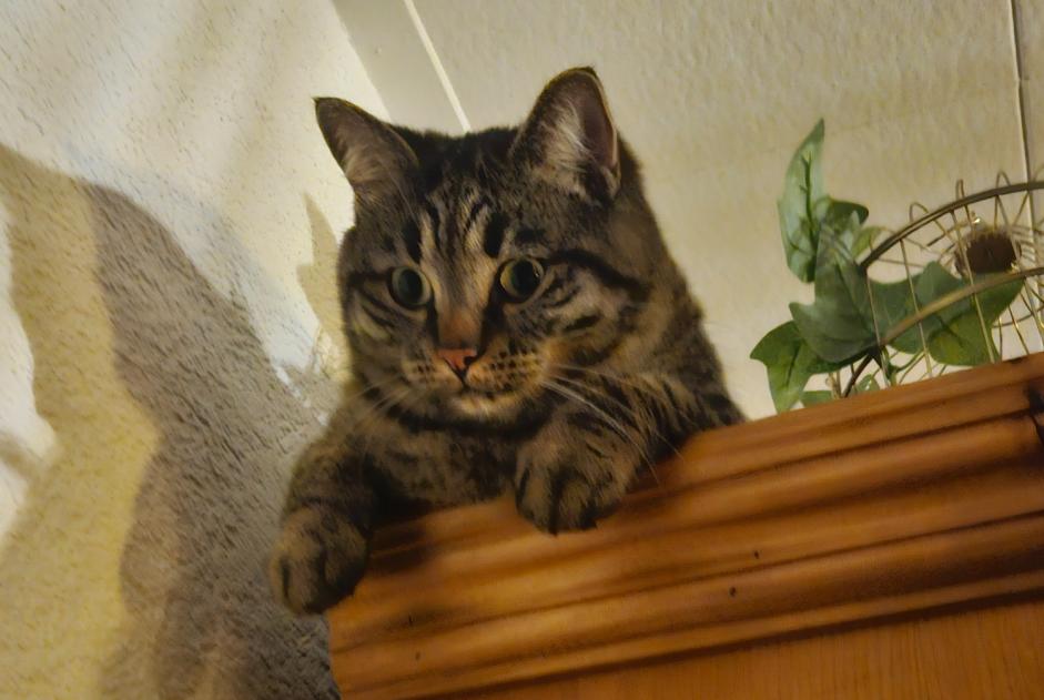 Disappearance alert Cat miscegenation Male , 3 years Broc Switzerland