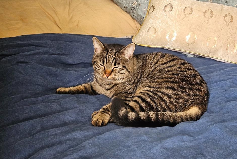 Disappearance alert Cat miscegenation Male , 3 years Broc Switzerland