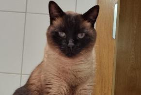 Disappearance alert Cat  Male , 11 years Nendaz Switzerland