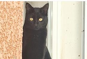 Disappearance alert Cat Male , 2 years Le Soler France