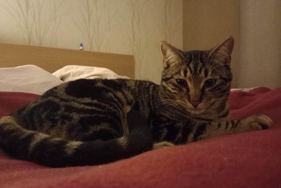 Disappearance alert Cat Male , 1 years Savièse Switzerland