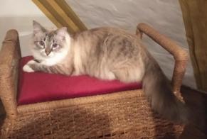 Disappearance alert Cat miscegenation Female , 2 years Villmergen Switzerland