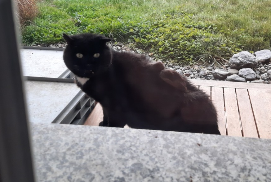 Discovery alert Cat  Unknown Ardon Switzerland