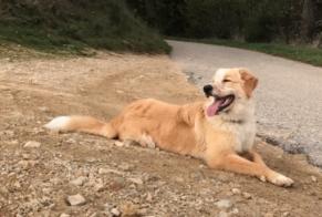 Disappearance alert Dog miscegenation Female , 0 years Saint-Agrève France