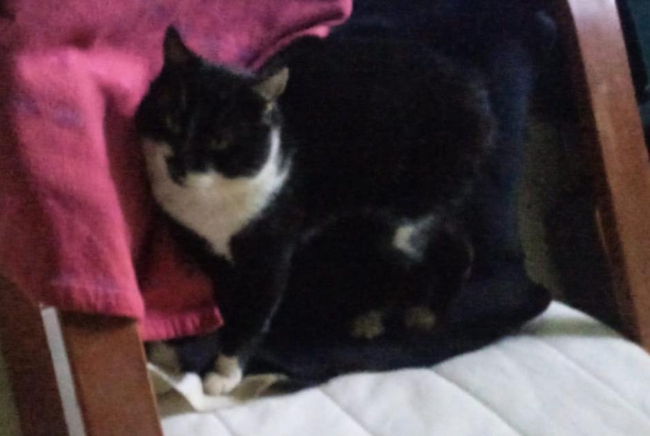 Disappearance alert Cat miscegenation Male , 7 years Saint-Colomb-de-Lauzun France