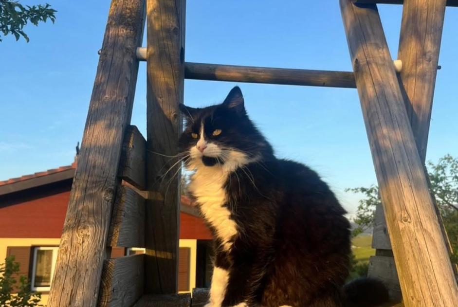 Disappearance alert Cat Male , 6 years Gibloux Switzerland