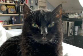 Disappearance alert Cat Male , 18 years Pont-la-Ville Switzerland