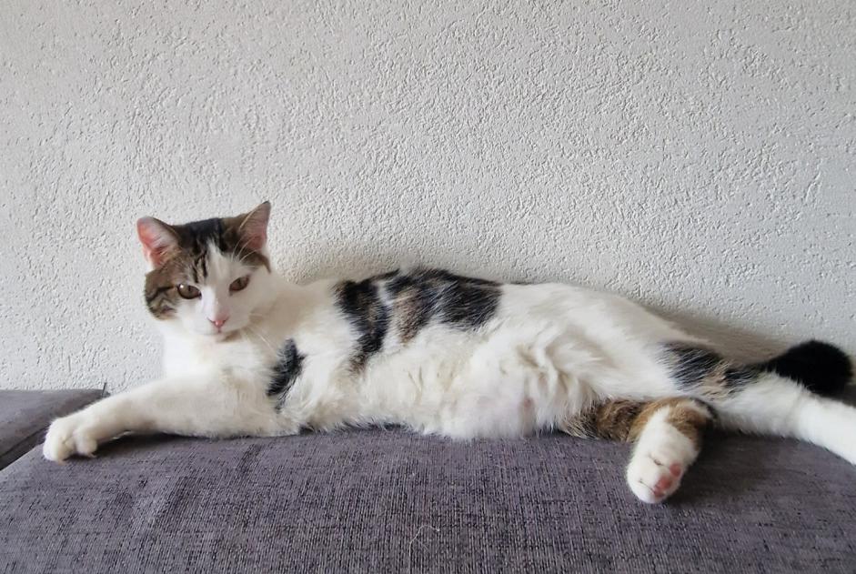 Disappearance alert Cat  Male , 1 years Blonay - Saint-Légier Switzerland