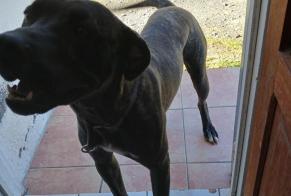 Discovery alert Dog  Male Saint-André France