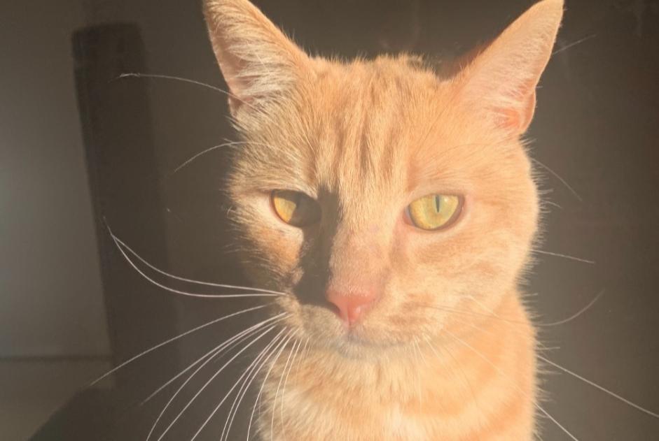 Disappearance alert Cat Male , 3 years Le Crès France