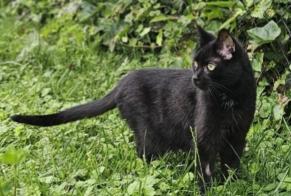 Disappearance alert Cat  Male , 12 years Noville Switzerland