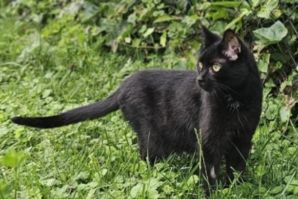 Disappearance alert Cat  Male , 12 years Noville Switzerland