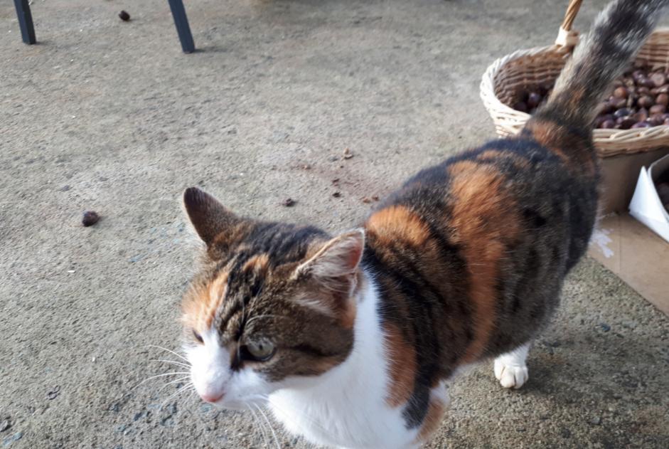 Discovery alert Cat miscegenation Female Melle France